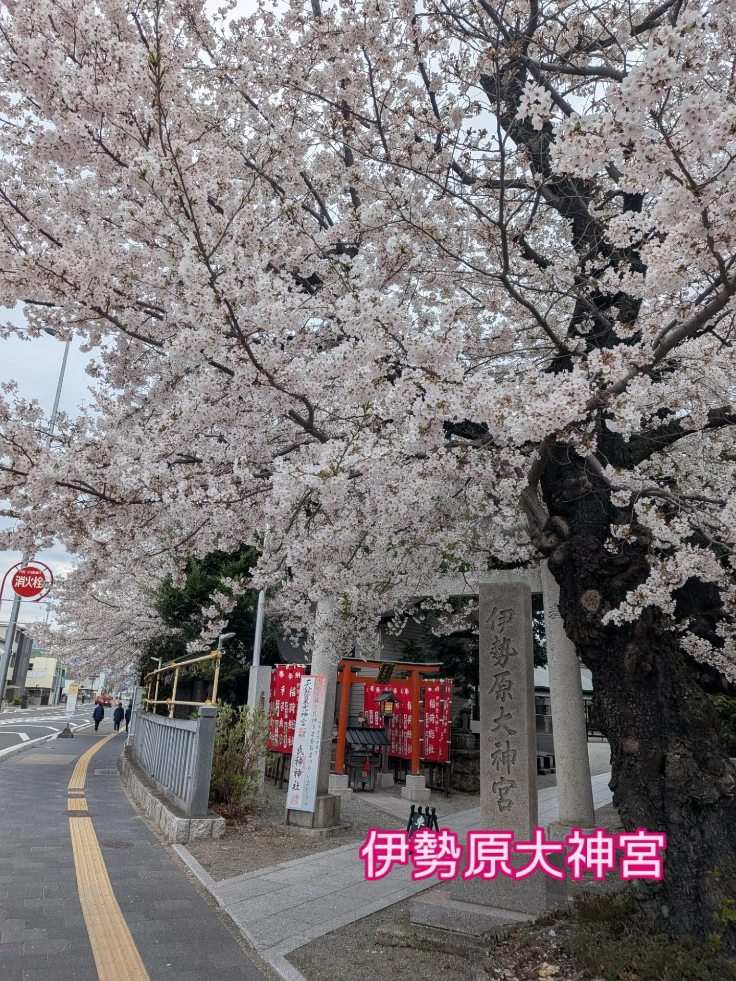 【伊勢原の桜と健康意識🌸】