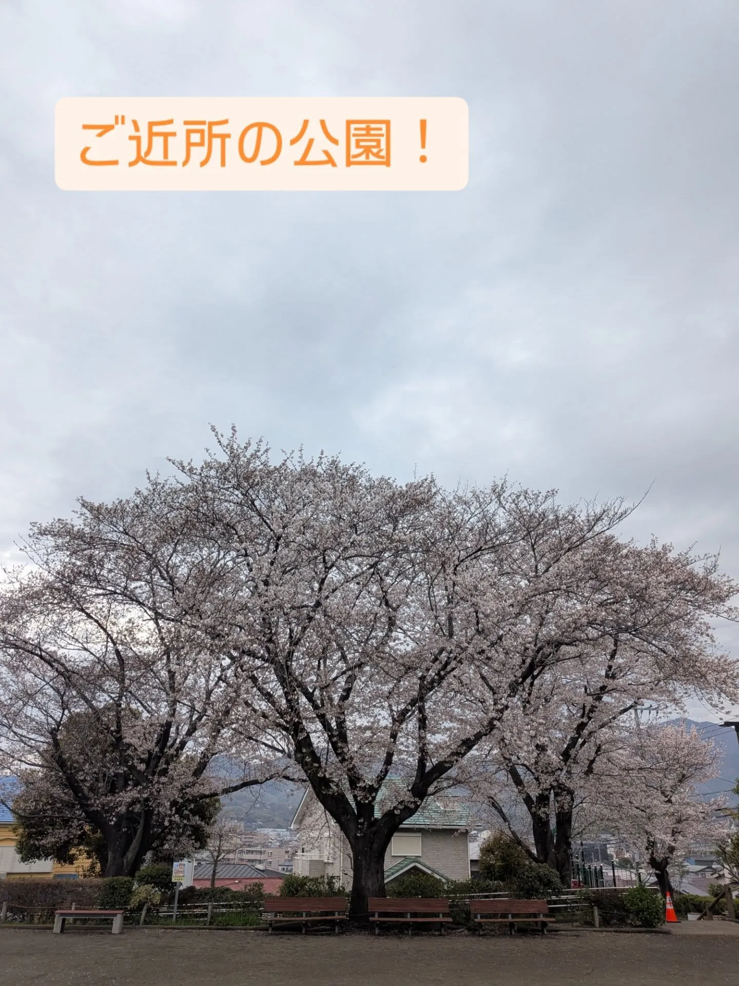 【伊勢原の桜と健康意識🌸】