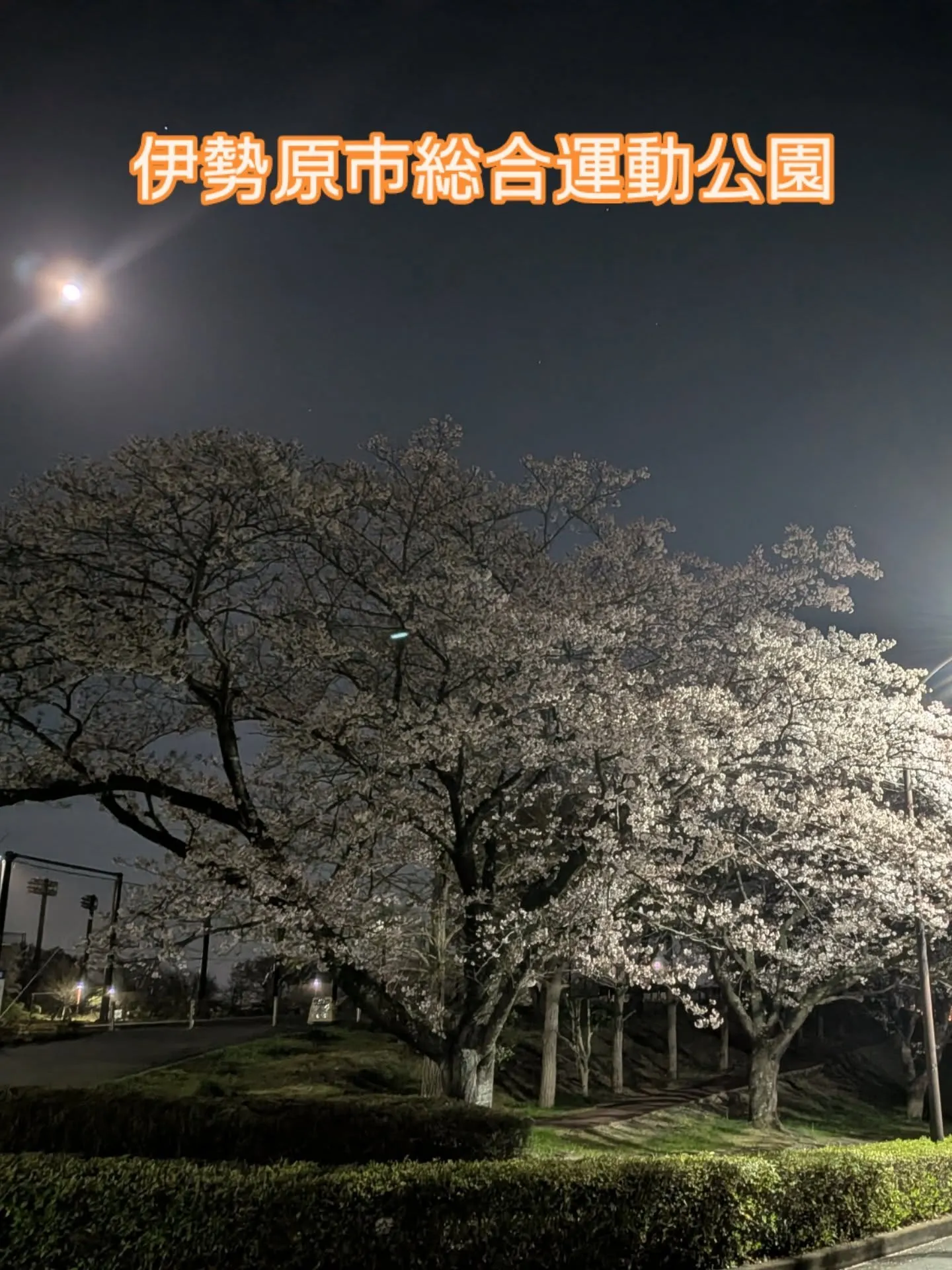 【伊勢原の桜と健康意識🌸】
