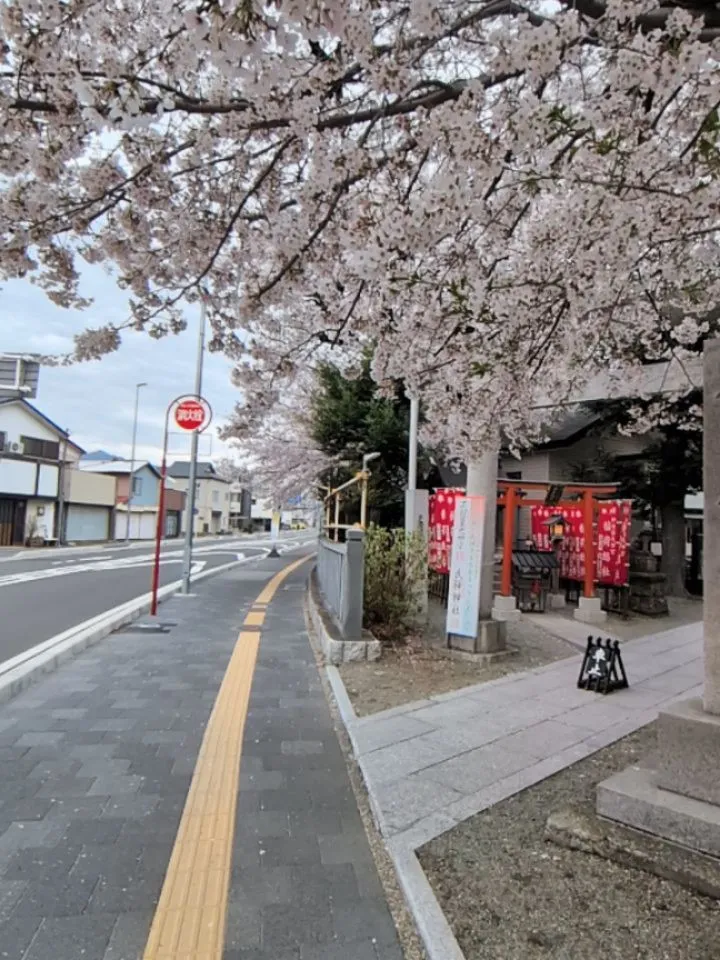 【伊勢原の桜と健康意識🌸】
